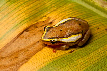 Spotted reed frog (Hyperolius puncticulatus) sitting on leaf, Tanzania, Africa.