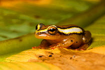 Spotted reed frog (Hyperolius puncticulatus) sitting on leaf, Tanzania, Africa.
