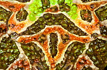 Argentine horned frog (Ceratophrys ornata) skin close up.