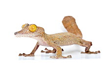 Leaf-tailed gecko (Uroplatus fimbriatus), on white background, Madagascar.