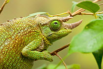 Male Jackson's chameleon (Chamaeleo jacksonii) on tree branch, East Africa.