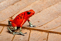 Harlequin poison dart frog (Oophaga histrionica) sittingon a dried leaf, Ecuador, South America