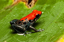 Granulated poison dart frog (Oophaga granulifera) sitting on a leaf, South America.