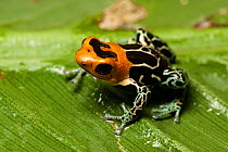 Red-headed poison dart frog (Ranitomeya fantastica) sitting on leaf, Ecuador, South America.