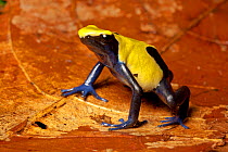 Dyeing poison dart frog (Dendrobates tinctorius), &#39;Citronella&#39; form, sitting on dried leaves, South America.