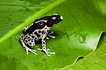 Dyeing poison dart frog (Dendrobates tinctorius), &#39;Powder blue&#39; form, sitting on a leaf, South America.