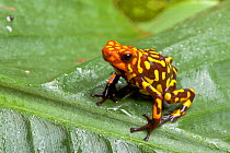 Harlequin poison dart frog (Oophaga histrionica), sitting on a leaf, Ecuador, South America.