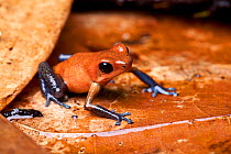 Strawberry poison dart frog (Oophaga pumilio) "San Cristobal" form, sitting on dried leaves.
