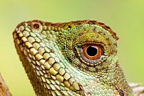 Mountain horned lizard (Acanthosaura crucigera), head close up, Asia.