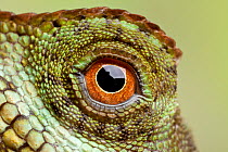 Mountain horned lizard (Acanthosaura crucigera), close up of eye, Asia