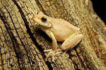 Cuban tree frog (Osteopilus septentrionalis) sitting on tree trunk, North America.