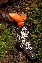 Golden mantella frog (Mantella aurantiaca) with freshly laid eggs on damp, mossy surface.