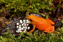 Golden mantella frog (Mantella aurantiaca) with freshly laid eggs on wet mossy ground.