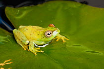 Male Argus reed frog (Hyperolius argus) sitting on lily pad, South Africa.