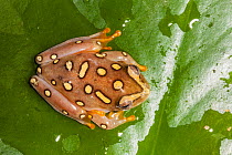 Female Argus reed frog (Hyperolius argus) sitting on lily pad, South Africa.