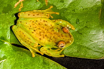 Male Argus reed frog (Hyperolius argus), male, sitting on lily pad, South Africa.