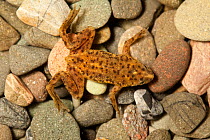 Dwarf aquatic frog (Hymenochirus boettgeri) resting on stones, Africa.