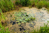 Wildlife pond at the RSPB information centre, Rainham Marshes Nature Reserve, Essex, UK. June 2010.