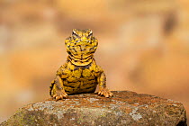 Saharan / Geyr&#39;s dab lizard (Uromastyx geyri) on rock.