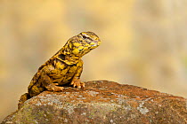 Saharan / Geyr&#39;s dab lizard (Uromastyx geyri) sitting on a rock.