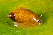 Pfeiffer&#39;s amber snail (Succinea pfeifferi) a small amphibious snail, Arthog Bog, North Wales, UK. August 2010.