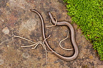 Slow-worm (Anguis fragilis) with young. Wales, UK. September 2010