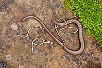 Slow-worm (Anguis fragilis) with young, Wales, UK. September 2010.