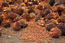 Freshly harvested palm oil nuts (Elaeis guineensis) on the ground, Sabah, Borneo.