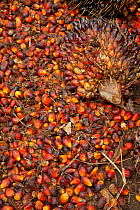 Freshly harvested palm oil nuts (Elaeis guineensis), Sabah, Borneo.