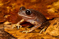 Kinabalu large-eyed litter frog (Leptobrachium gunungense), Kinabalu National Park, Sabah, Borneo, Malaysia