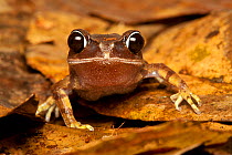 Kinabalu large-eyed litter frog (Leptobrachium gunungense) close up, Kinabalu National Park, Sabah, Borneo, Malaysia