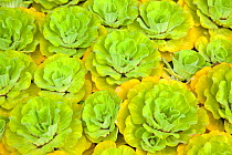 Water lettuce (Pistia stratiotes), Borneo, Malaysia