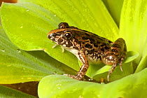 Paddy frog / Grass frog (Fejervarya limnocharis) on a leaf, Tuaran, Sabah, Borneo, Malaysia