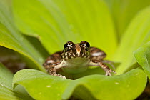 Paddy frog / Grass frog, (Fejervarya limnocharis) on leaf, Tuaran, Sabah, Borneo, Malaysia