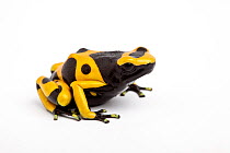 Yellow and black poison dart frog (Dendrobates leucomelas) on white background