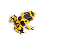 Yellow and black poison dart frog (Dendrobates leucomelas) on white background.