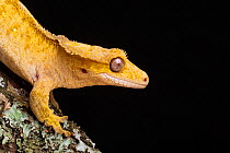 Crested gecko (Correlophus ciliatus) head and upper body close up, New Caledonia.