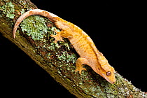 Crested gecko (Correlophus ciliatus) on tree branch, New Caledonia.