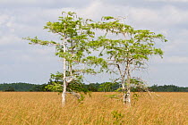 Young Bald cypress trees (Taxodium distichum) growing in Sawgrass habitat, Everglades, Florida, USA, March, 2011.