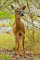 Key deer (Odocoileus virginianus clavium) an endangered subspecies of the white-tailed deer standing amongst trees. Big Pine Key, Florida, USA