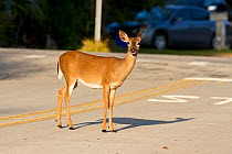 Key deer (Odocoileus virginianus clavium), an endangered subspecies of the white-tailed deer, in an urban area. Big Pine Key, Florida, USA