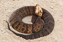 Florida cottonmouth / Water moccasin (Agkistrodon piscivorus conanti) coiled up in defensive posture, showing the inside of its mouth, Big Cypress Swamp, Florida, USA.
