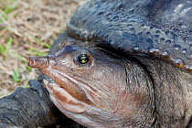 Close up of Florida softshell turtle (Apalone ferox), Big Cypress Swamp, Florida, USA