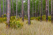 Slash pine trees (Pinus elliottii) and Saw palmetto, Big Cypress Swamp, Florida, USA, April, 2011.