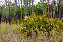 Slash pine trees (Pinus elliottii) and Saw palmetto, Big Cypress Swamp, Florida, USA. April, 2011