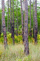South Florida slash pine (Pinus elliottii) with Saw palmetto palm, Big Cypress Swamp, Florida, USA, April, 2011.