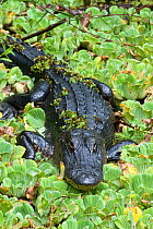 Alligator (Alligator mississippiensis) in swamp vegetation, Corkscrew Swamp, Florida, USA