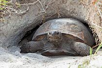 Gopher tortoise (Gopherus polyphemus) emerging from burrow, San Marco Island, Florida, USA