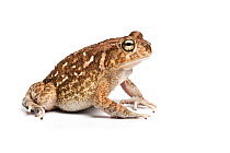 Square-marked toad / African common toad (Amietophrynus regularis) on white background, Africa.