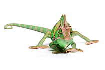 Veiled chameleon / Yemen chameleon (Chamaeleo calyptratus) male, on white background, Arabian Peninsula